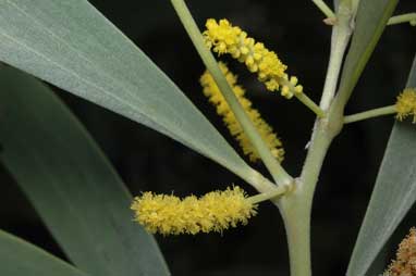 APII jpeg image of Acacia colei  © contact APII