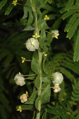 APII jpeg image of Acacia phlebopetala  © contact APII