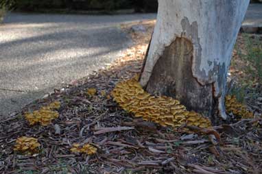 APII jpeg image of Armillaria luteobubalina  © contact APII