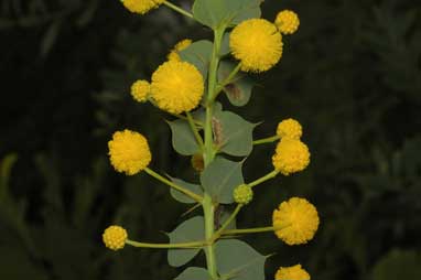 APII jpeg image of Acacia strongylophylla  © contact APII