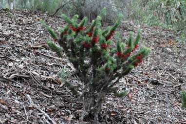 APII jpeg image of Calothamnus pinifolius  © contact APII