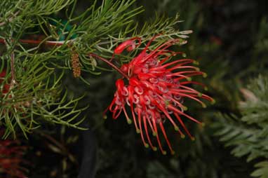 APII jpeg image of Grevillea 'Ellendale'  © contact APII