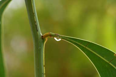 APII jpeg image of Acacia falciformis  © contact APII