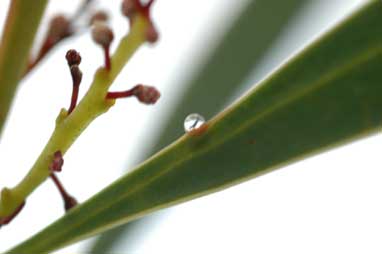 APII jpeg image of Acacia obtusata  © contact APII