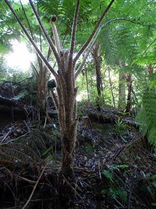 APII jpeg image of Cyathea cooperi  © contact APII