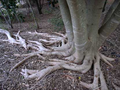 APII jpeg image of Ficus obliqua  © contact APII