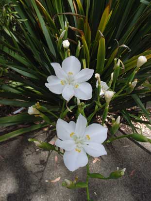 APII jpeg image of Dietes robinsoniana  © contact APII