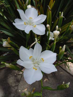 APII jpeg image of Dietes robinsoniana  © contact APII