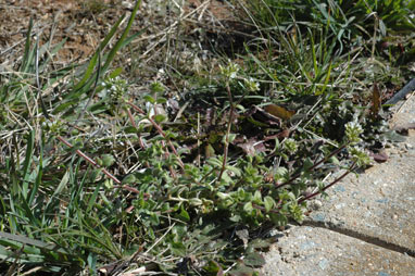 APII jpeg image of Cerastium glomeratum  © contact APII