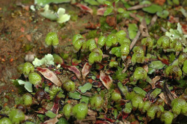 APII jpeg image of Asterella drummondii  © contact APII