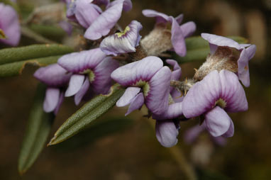 APII jpeg image of Hovea heterophylla  © contact APII