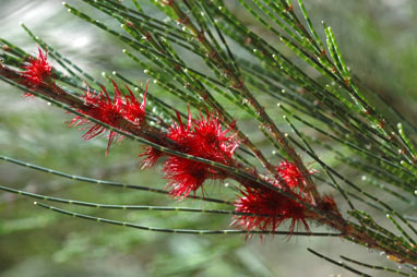 APII jpeg image of Allocasuarina monilifera  © contact APII