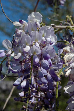 APII jpeg image of Wisteria sinensis  © contact APII