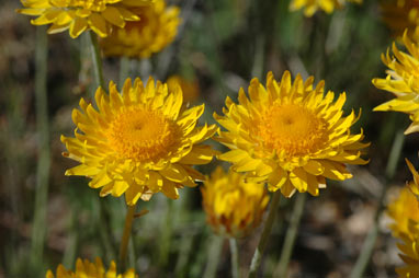 APII jpeg image of Leucochrysum albicans var. albicans  © contact APII