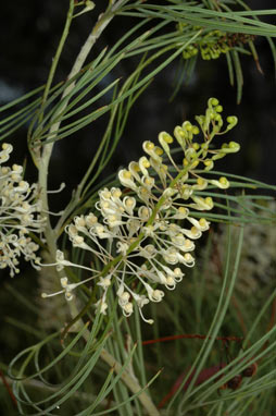 APII jpeg image of Grevillea zygoloba  © contact APII