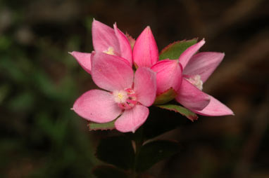 APII jpeg image of Boronia serrulata  © contact APII