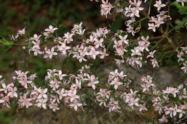 APII jpeg image of Boronia anemonifolia subsp. variabilis  © contact APII