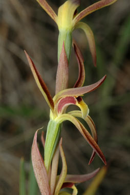 APII jpeg image of Lyperanthus suaveolens  © contact APII