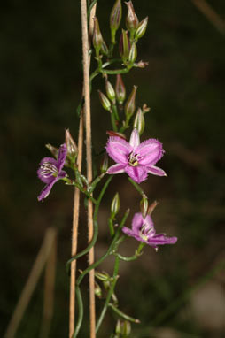 APII jpeg image of Thysanotus patersonii  © contact APII