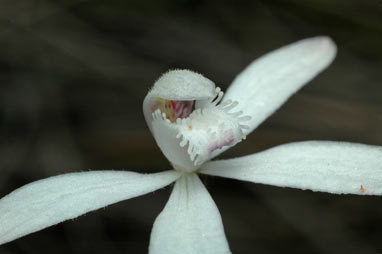 APII jpeg image of Stegostyla dimorpha  © contact APII