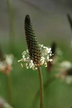 APII jpeg image of Plantago lanceolata  © contact APII