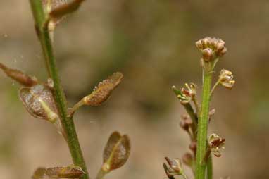 APII jpeg image of Lepidium ginninderrense  © contact APII