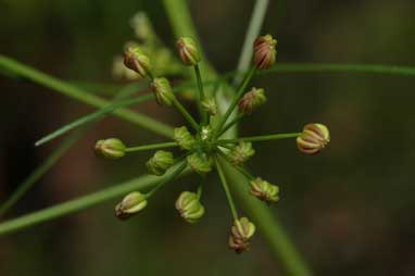 APII jpeg image of Cyclospermum leptophyllum  © contact APII