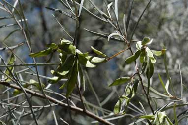 APII jpeg image of Acacia incurvaneura  © contact APII