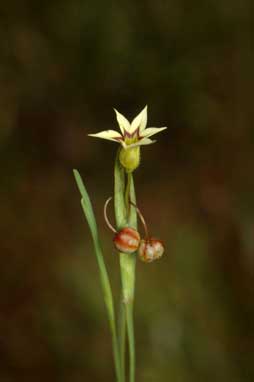 APII jpeg image of Sisyrinchium rosulatum  © contact APII