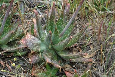 APII jpeg image of Aloe maculata  © contact APII