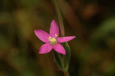 APII jpeg image of Centaurium tenuiflorum  © contact APII