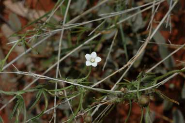 APII jpeg image of Convolvulus clementii  © contact APII