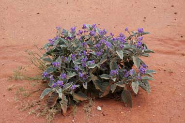 APII jpeg image of Solanum ellipticum  © contact APII