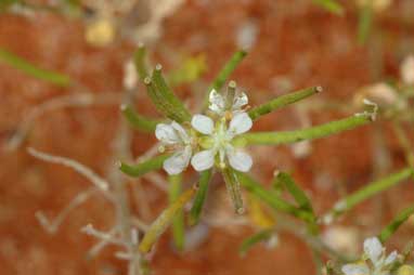 APII jpeg image of Arabidella eremigena  © contact APII