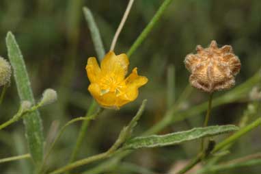 APII jpeg image of Sida goniocarpa  © contact APII