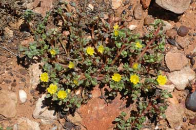 APII jpeg image of Portulaca oleracea  © contact APII