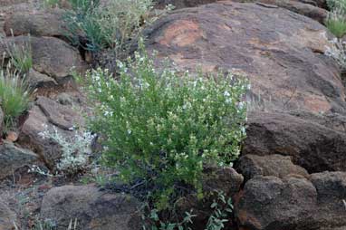 APII jpeg image of Prostanthera striatiflora  © contact APII