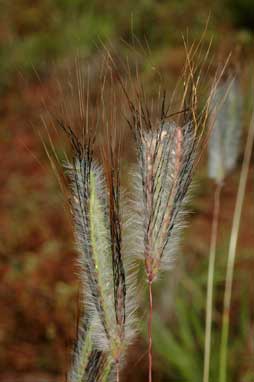 APII jpeg image of Dichanthium sericeum subsp. sericeum  © contact APII