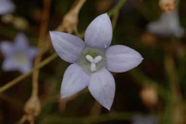 APII jpeg image of Wahlenbergia communis  © contact APII