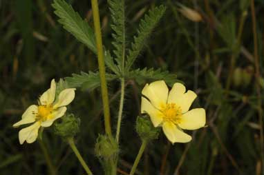 APII jpeg image of Potentilla recta  © contact APII