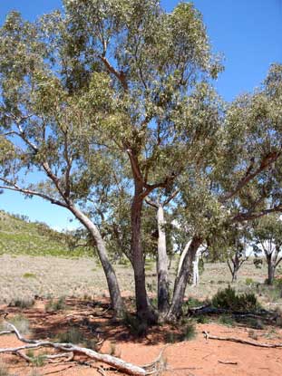 APII jpeg image of Corymbia tumescens  © contact APII