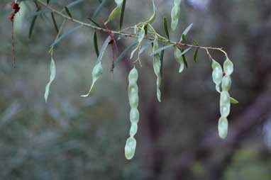 APII jpeg image of Acacia betchei  © contact APII