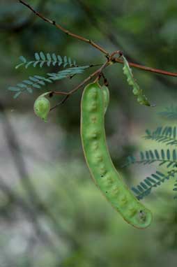 APII jpeg image of Acacia terminalis  © contact APII