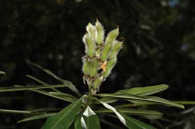 APII jpeg image of Callistachys lanceolata  © contact APII