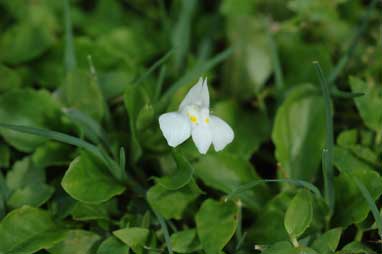 APII jpeg image of Mazus pumilio 'white form'  © contact APII