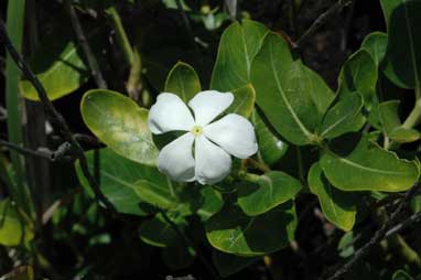 APII jpeg image of Catharanthus roseus  © contact APII