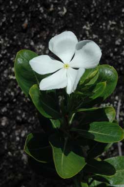 APII jpeg image of Catharanthus roseus  © contact APII