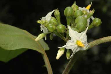 APII jpeg image of Solanum torvum  © contact APII