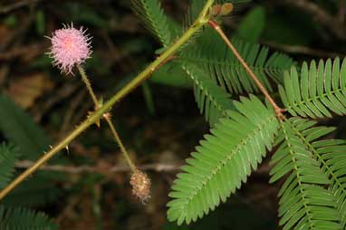 APII jpeg image of Mimosa pudica var. unijuga  © contact APII