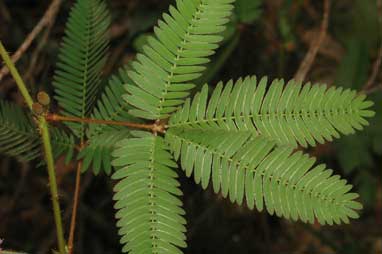 APII jpeg image of Mimosa pudica var. unijuga  © contact APII